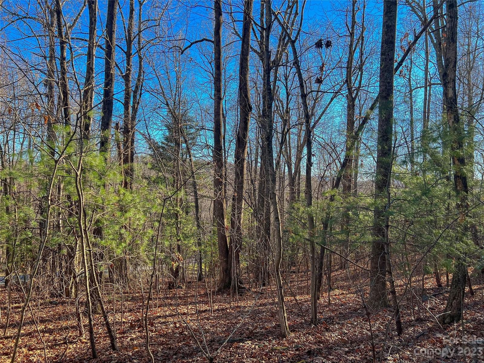 203 Bent Pine Trace image # 3