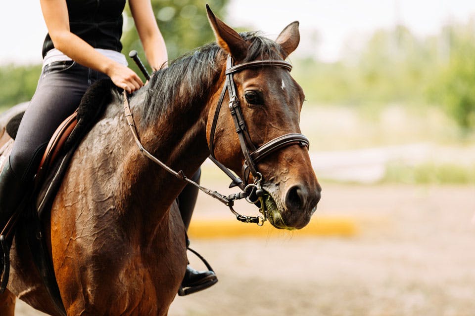 Girl horseback riding at western North Carolina equestrian community. Balsam Mountain Preserve.