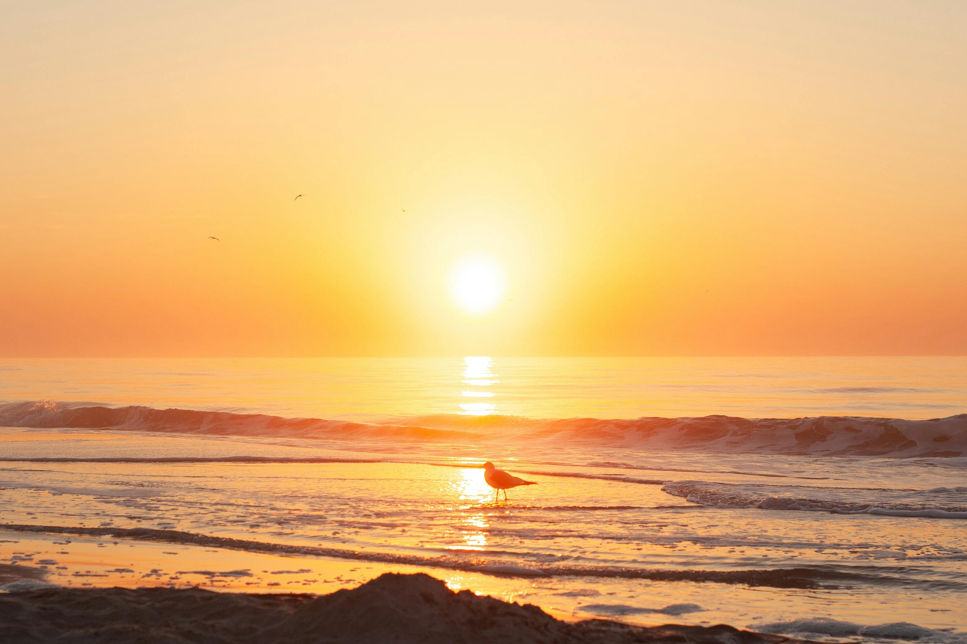 This is a photo of a beach sunset with a seagull at the center of the frame. 